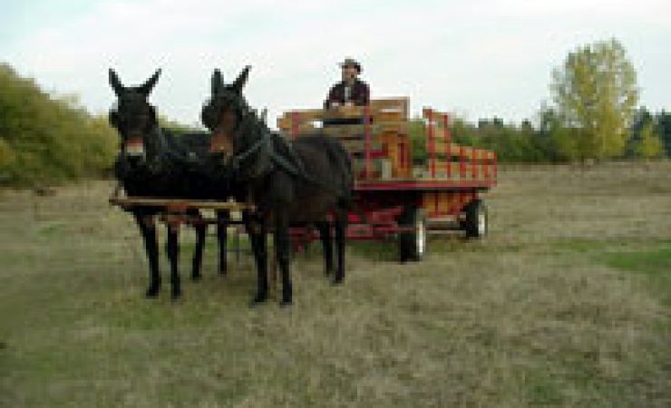 Mule Wagon Rides