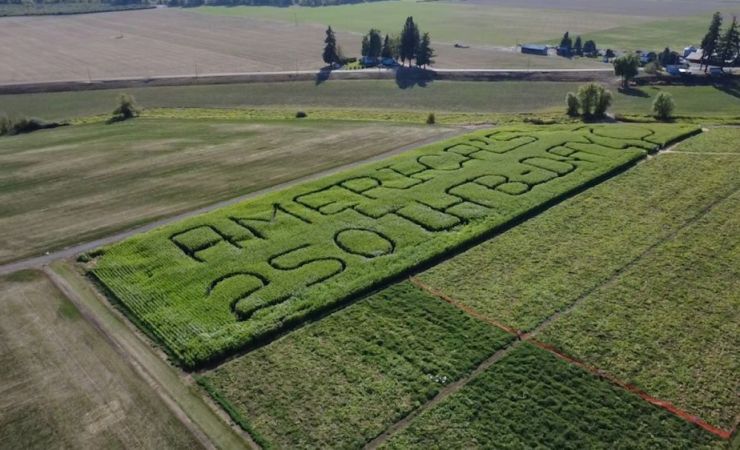 2026 Corn Maze